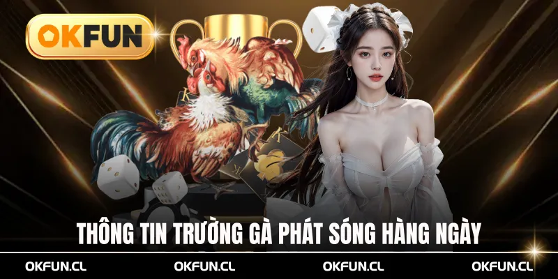 Thông tin trường gà phát sóng trực tiếp hàng ngày